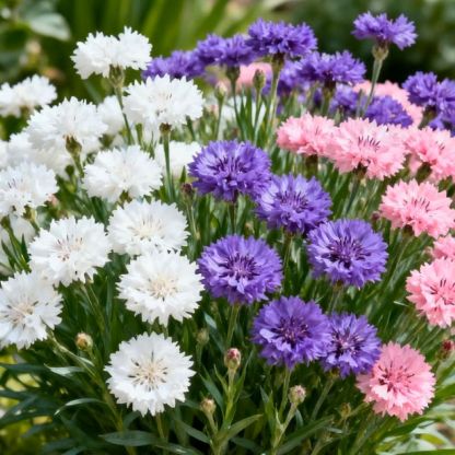 Premium Cornflower Seeds