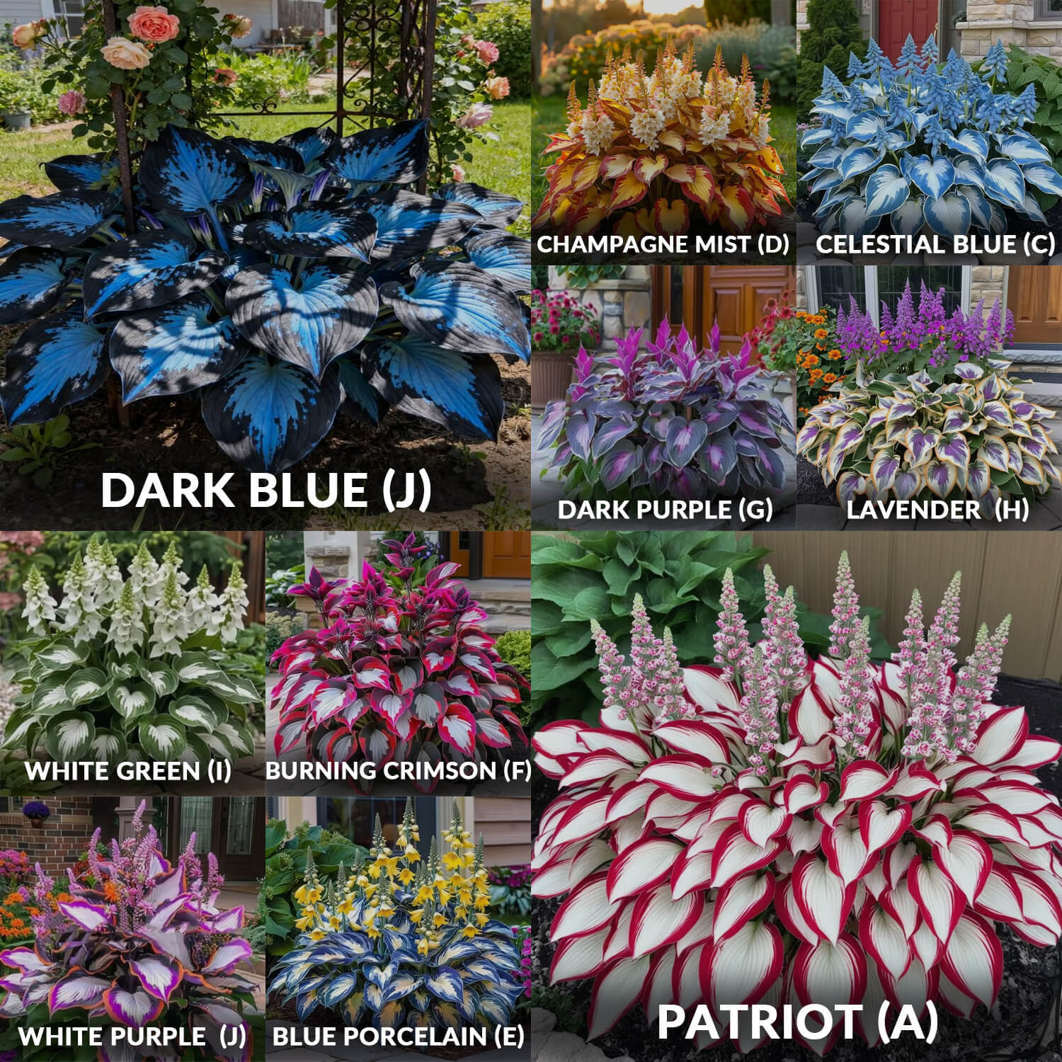Hosta Seeds Perennial Shade Plant for Garden
