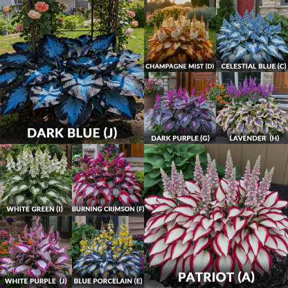 Hosta Seeds Perennial Shade Plant for Garden