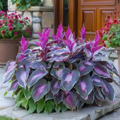 Hosta Seeds Perennial Shade Plant for Garden
