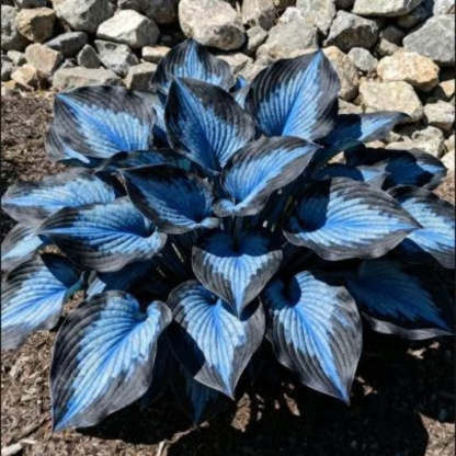 Hosta Seeds Perennial Shade Plant for Garden