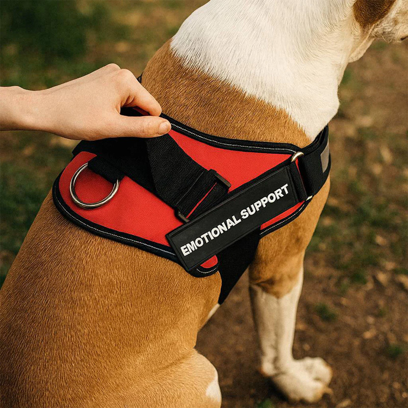 Pet Harness Leash