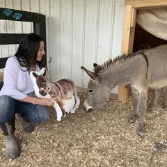 donkey pet pillow gift