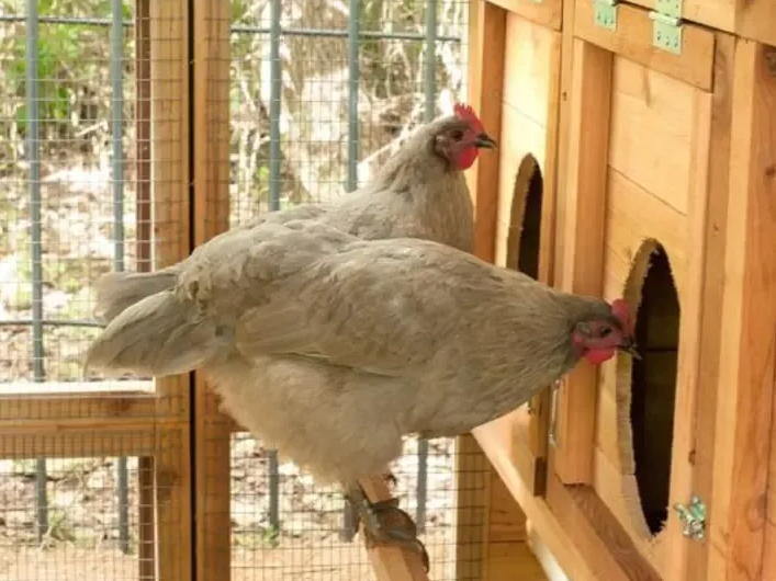🔥🔥Round-Top Stand-Up XL Chicken Coop Up to 20 Hens Self-Contained