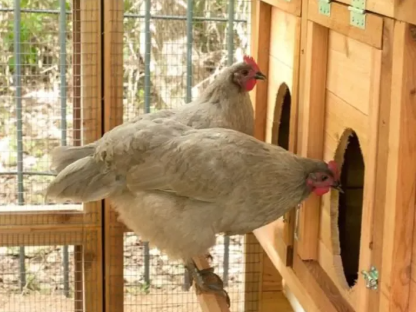 🔥🔥Round-Top Stand-Up XL Chicken Coop Up to 20 Hens Self-Contained