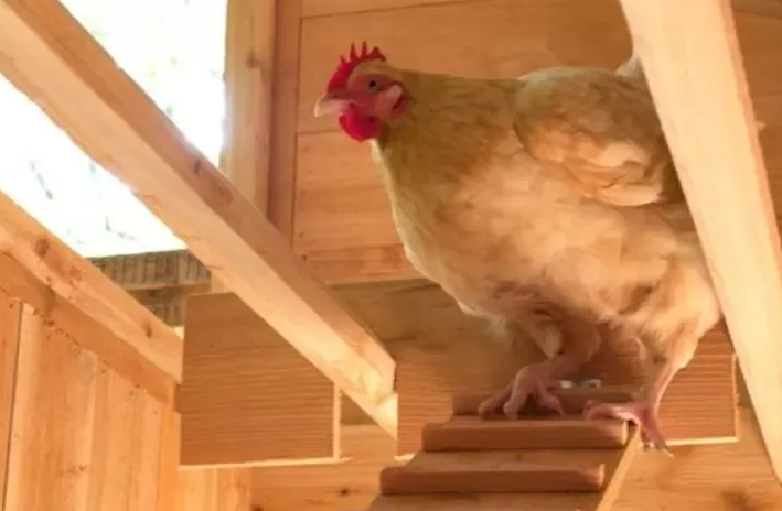 🔥🔥Round-Top Stand-Up XL Chicken Coop Up to 20 Hens Self-Contained