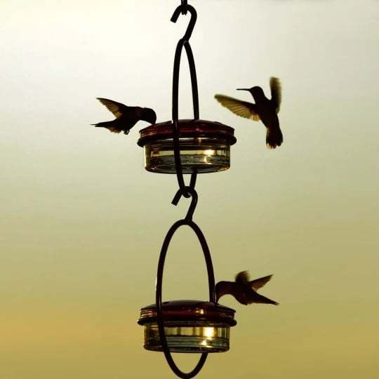 🎉 Last Day Promotion-70% OFF 🎉Hummble Slim Hummingbird Feeder