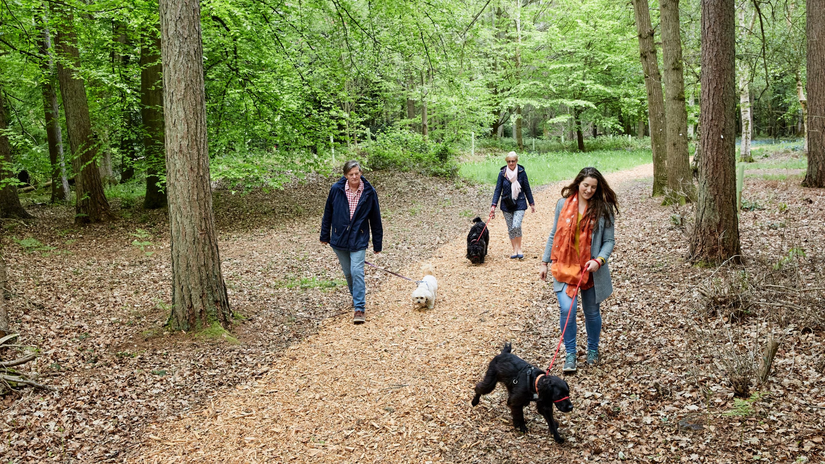 Dog walking on the South Downs | Sussex | National Trust