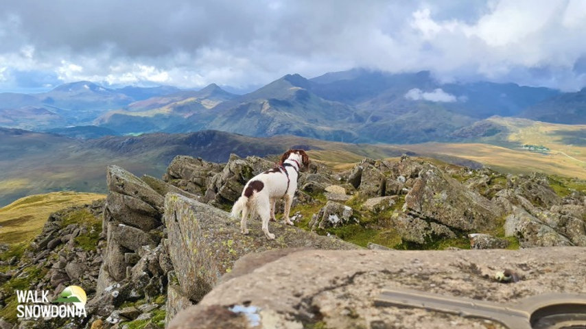 Is Snowdonia dog-friendly? | Best walks with your dog