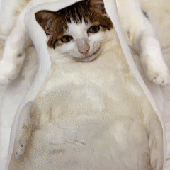 Custom Pillow Shaped Pet Pillow Personalised Pet Head Face Plush Pillow Funny Home Decor