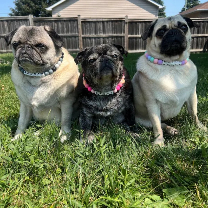 Personalised Beaded Name Dog Collar Durable Waterproof Dog Collar Handmade Gift for Pet Lover