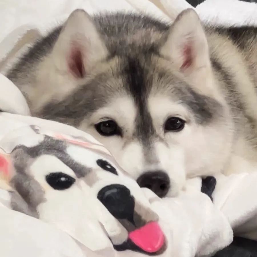 Custom Pet Portrait Blankets from Photo Personalised Dog Picture and Name Blanket Cute Cozy Christmas Gift for Pet Lovers