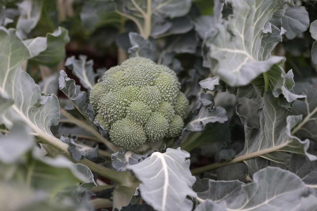 Premium organic F1 broccoli seeds, perfect for enhancing garden health and yield