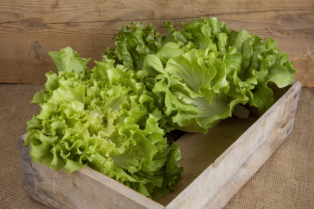 Organic escarole seeds perfect for enhancing garden health and sustainability