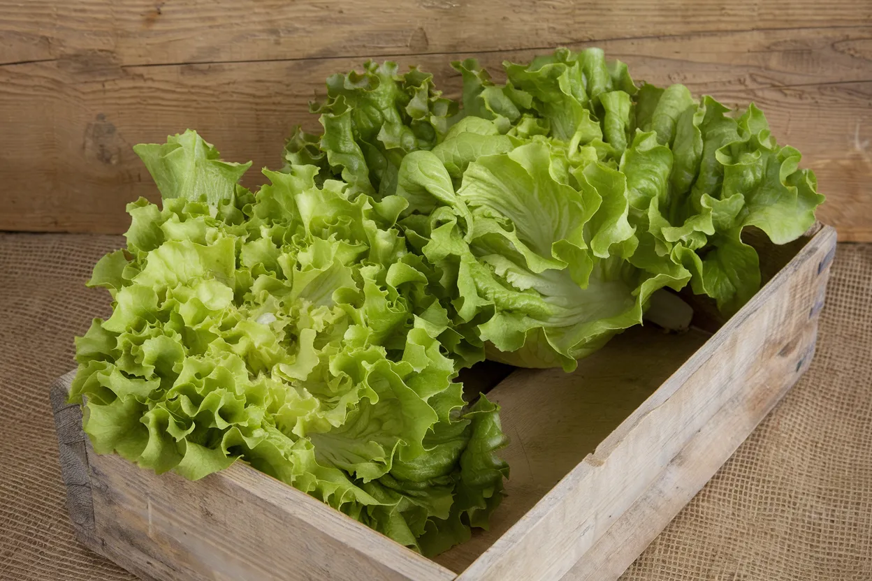 Organic escarole seeds perfect for enhancing garden health and sustainability