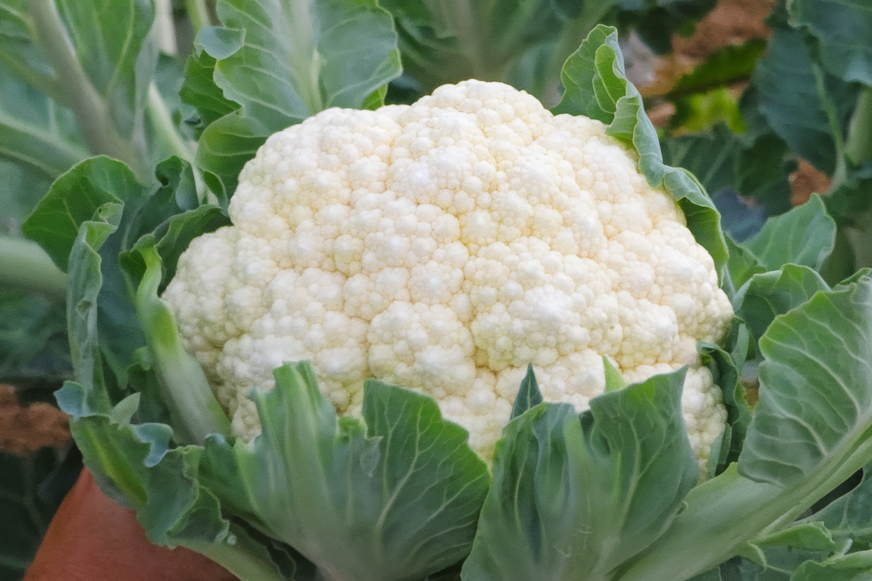 Organic Fujiyama F1 Cauliflower seeds, ideal for robust, healthy vegetable gardens