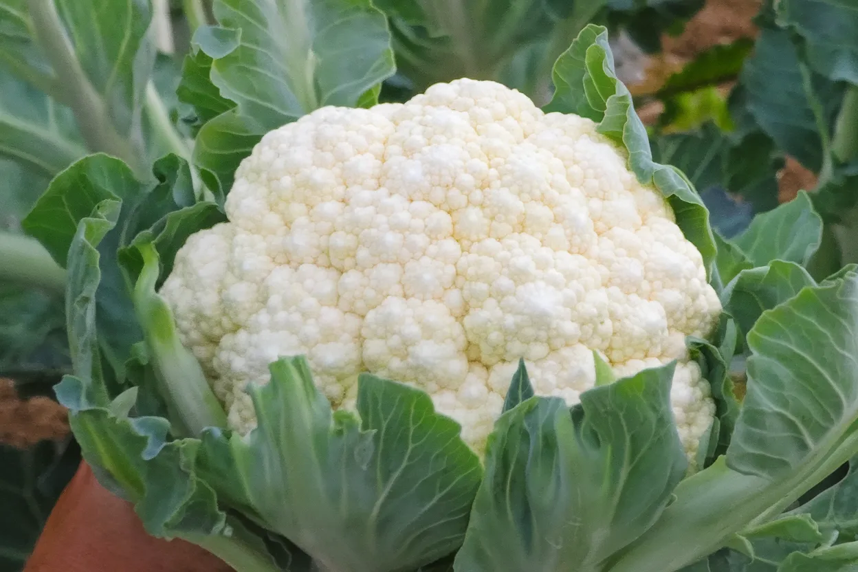 Organic Fujiyama F1 Cauliflower seeds, ideal for robust, healthy vegetable gardens