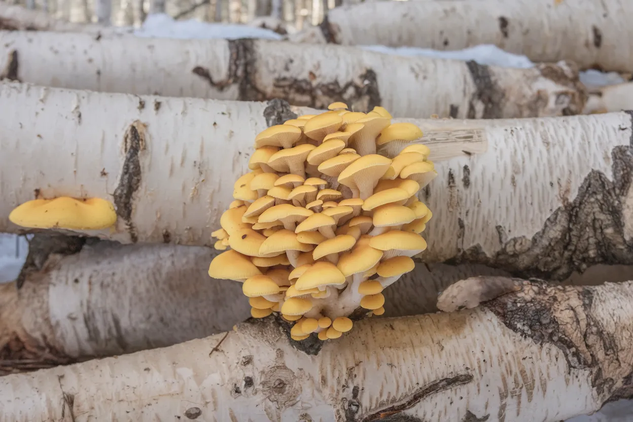 Organic Golden Oyster Mushroom plugs, perfect for eco-friendly cultivation