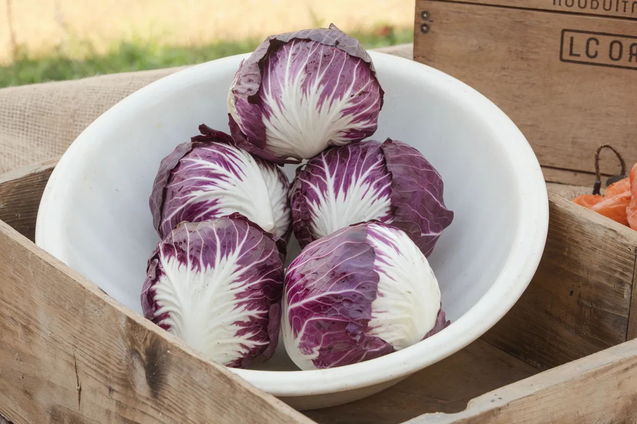Organic Radicchio seeds perfect for cultivating nutritious, fresh salads