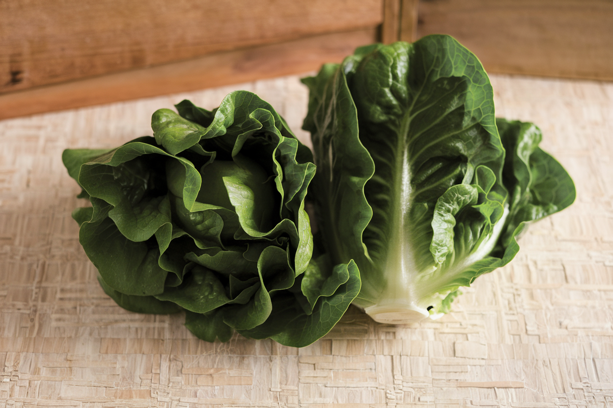Organic Monte Carlo lettuce seeds, ideal for growing fresh, healthy salads at home