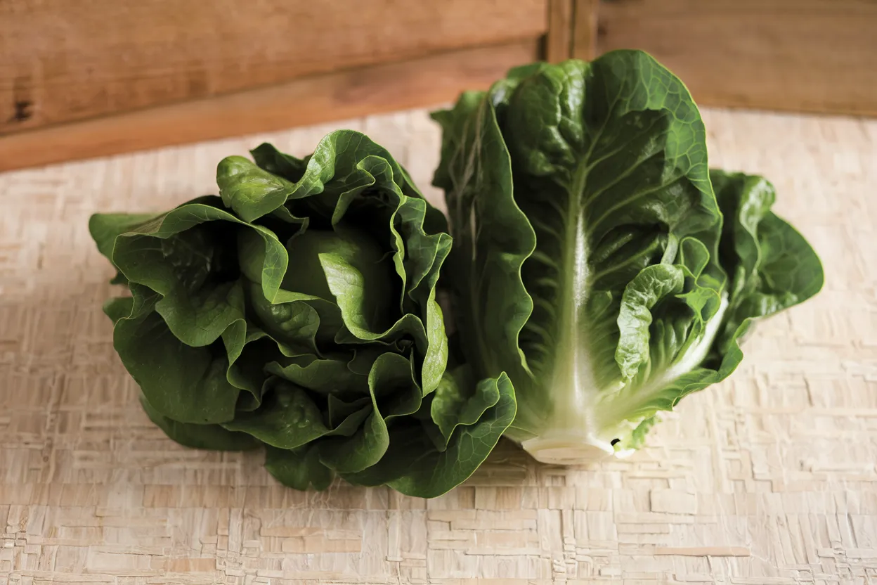 Organic Monte Carlo lettuce seeds, ideal for growing fresh, healthy salads at home