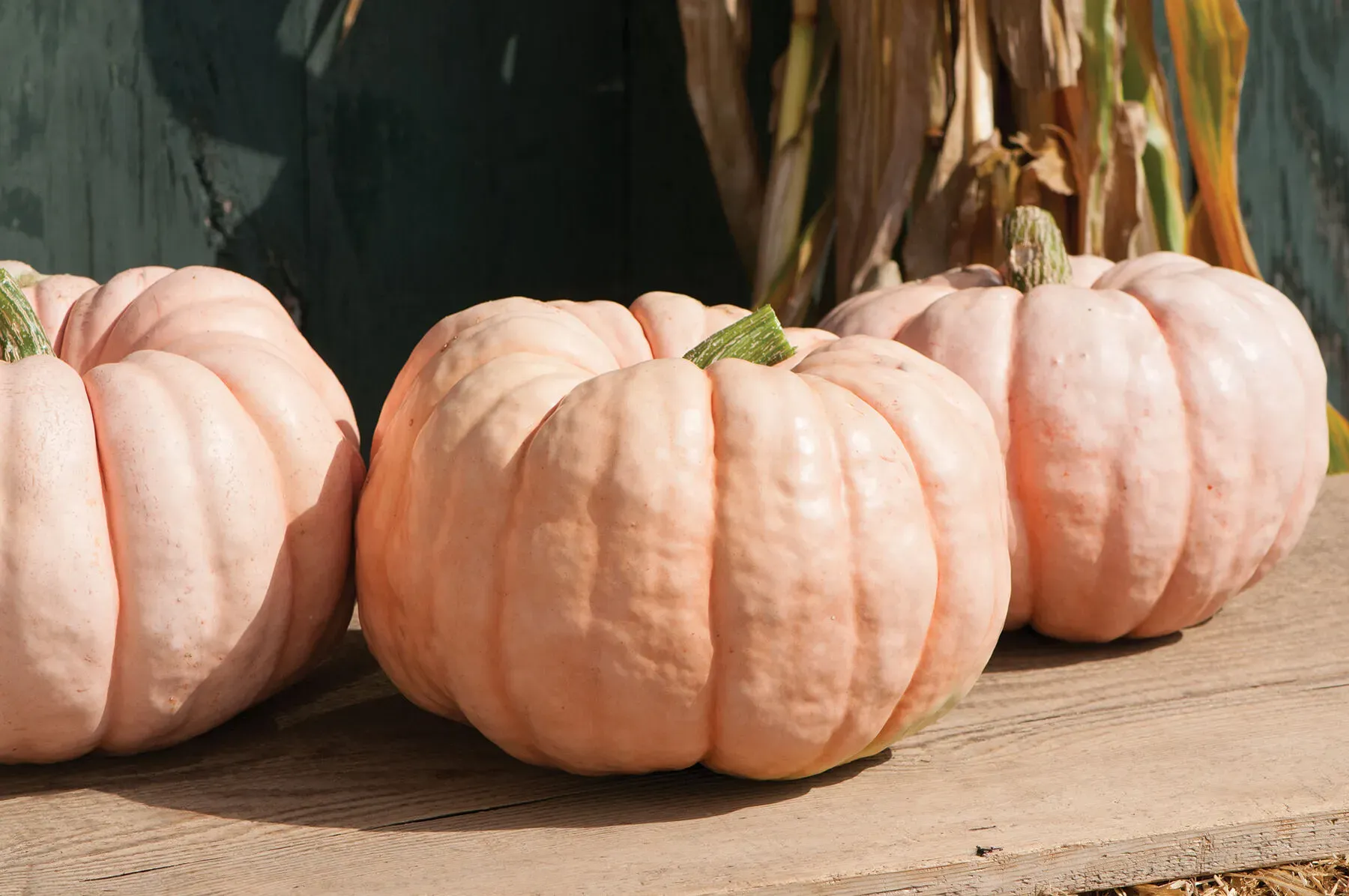 Porcelain Doll organic pumpkin seeds, perfect for enriching garden soil and boosting plant health
