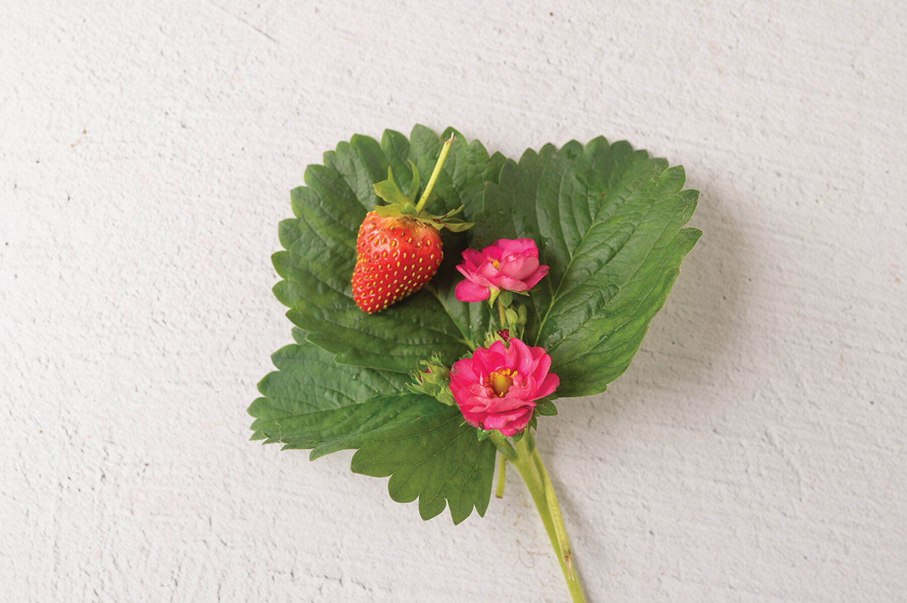 Organic Strawberry Seeds ideal for growing in home gardens, ensure fresh produce
