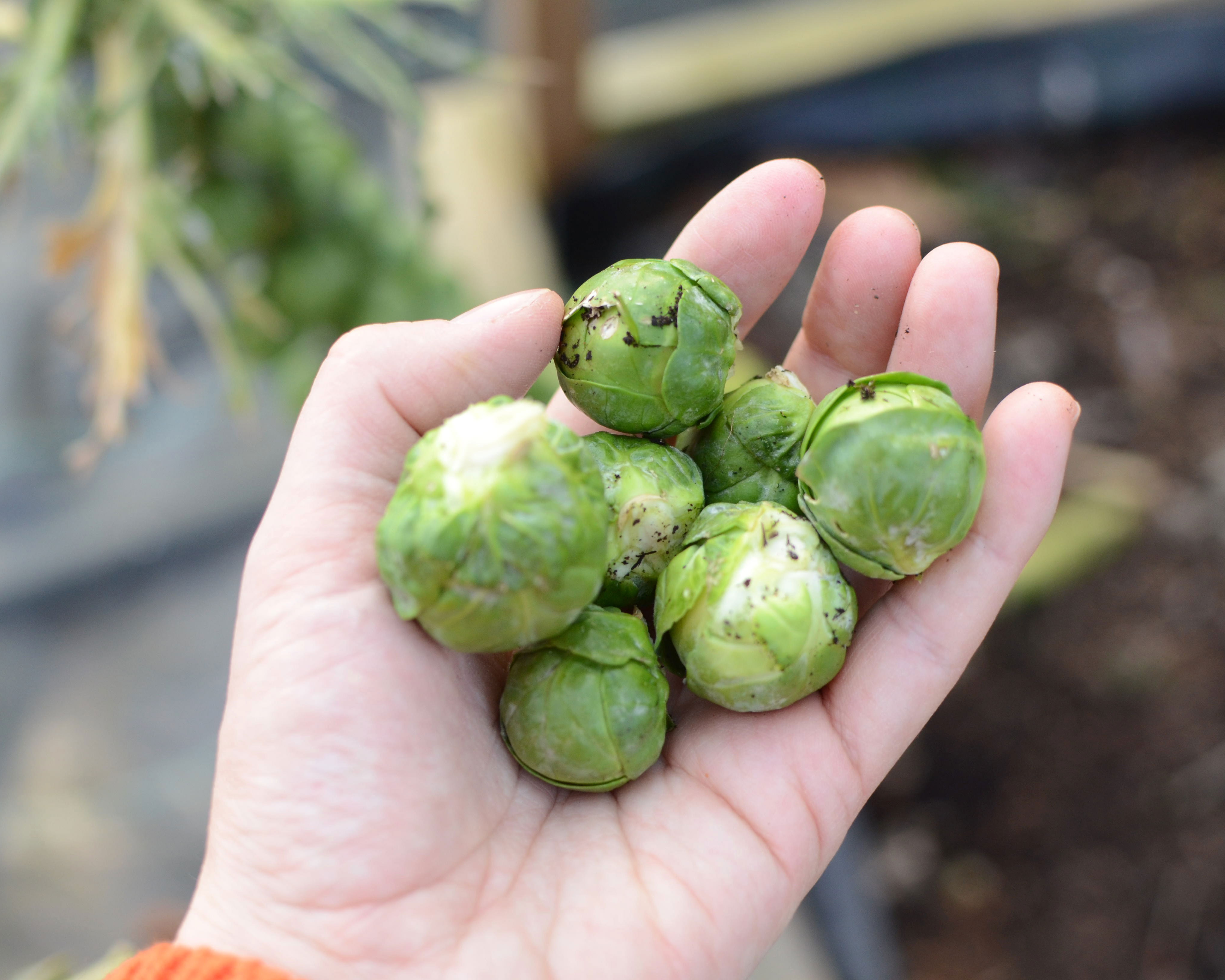 When to harvest Brussel sprouts | Homes & Gardens