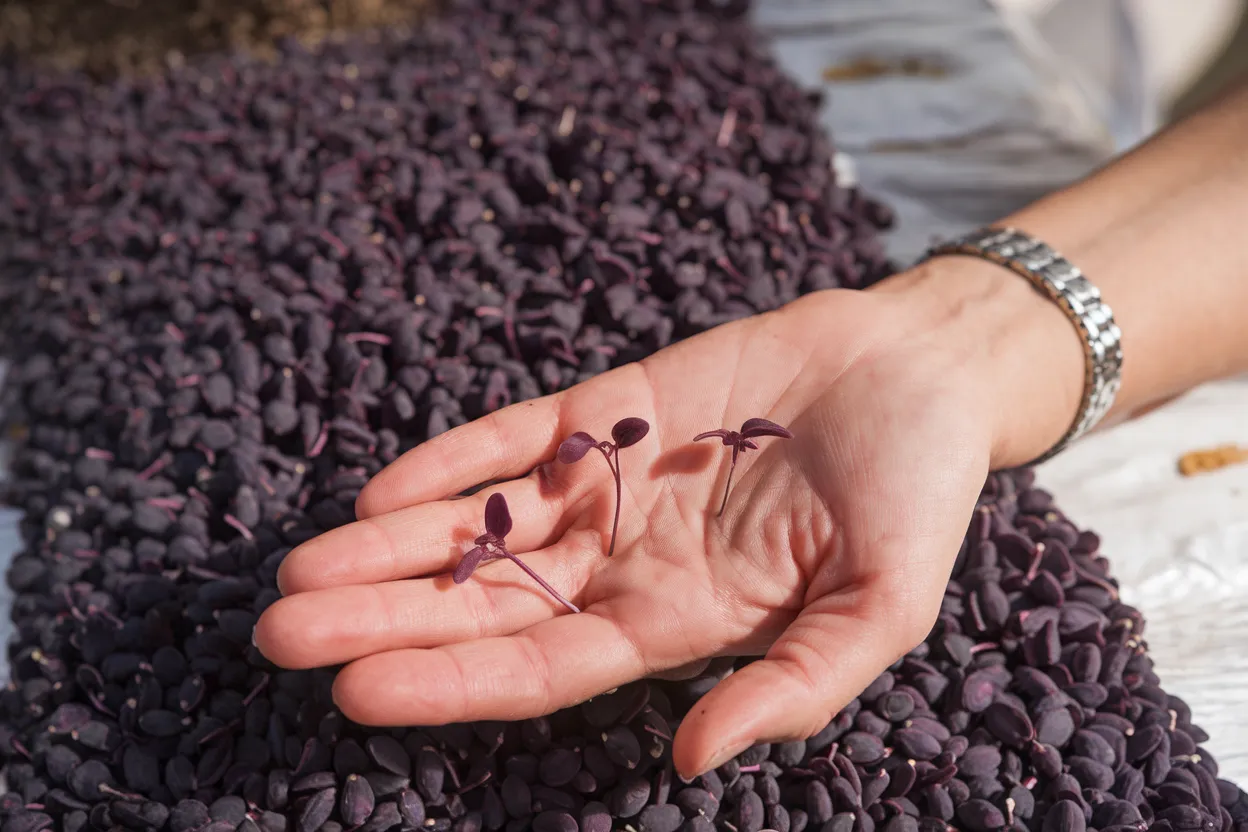 Organic Red Rubin basil seeds, ideal for growing nutritious microgreens at home