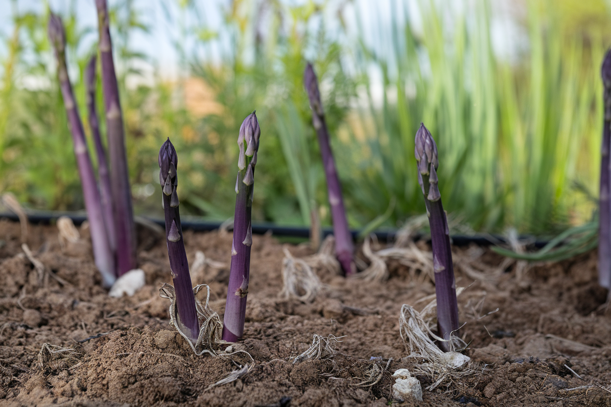 Premium organic Erasmus asparagus seed, perfect for nurturing robust and healthy asparagus.