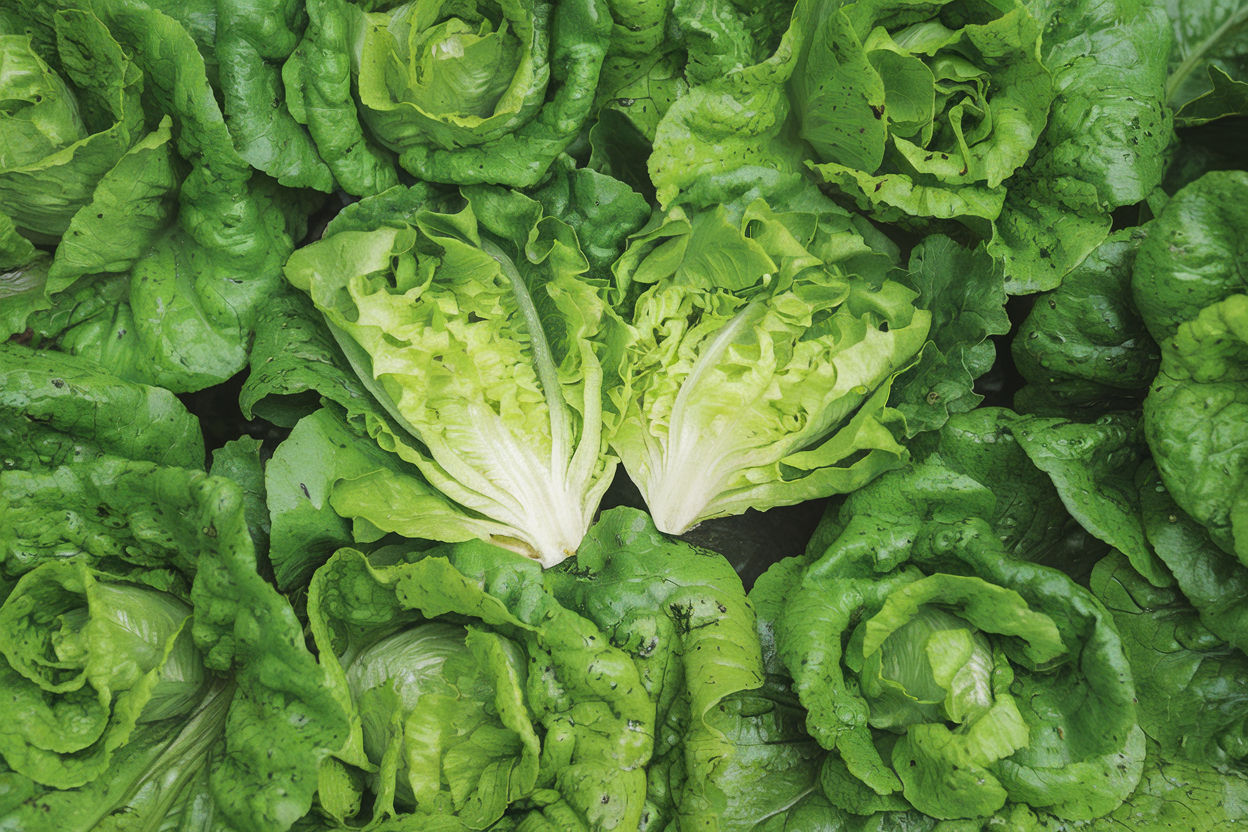 Kolibri organic lettuce seeds, perfect for growing fresh greens in home gardens