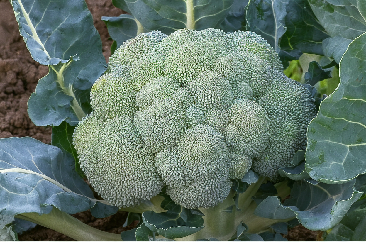 Organic F1 Gypsy broccoli seeds, perfect for cultivating robust and healthy home gardens