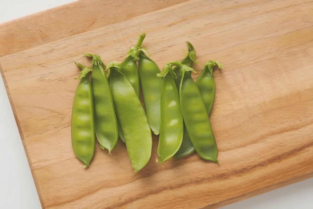 Organic Oregon Giant pea seeds, perfect for enhancing garden productivity and health