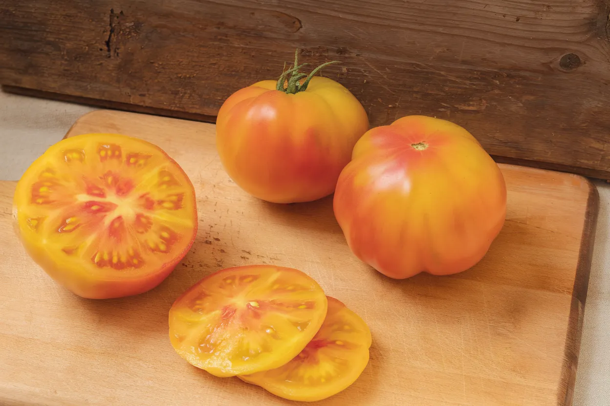Margold F1 tomato seed, perfect for high yield and disease resistance in gardening