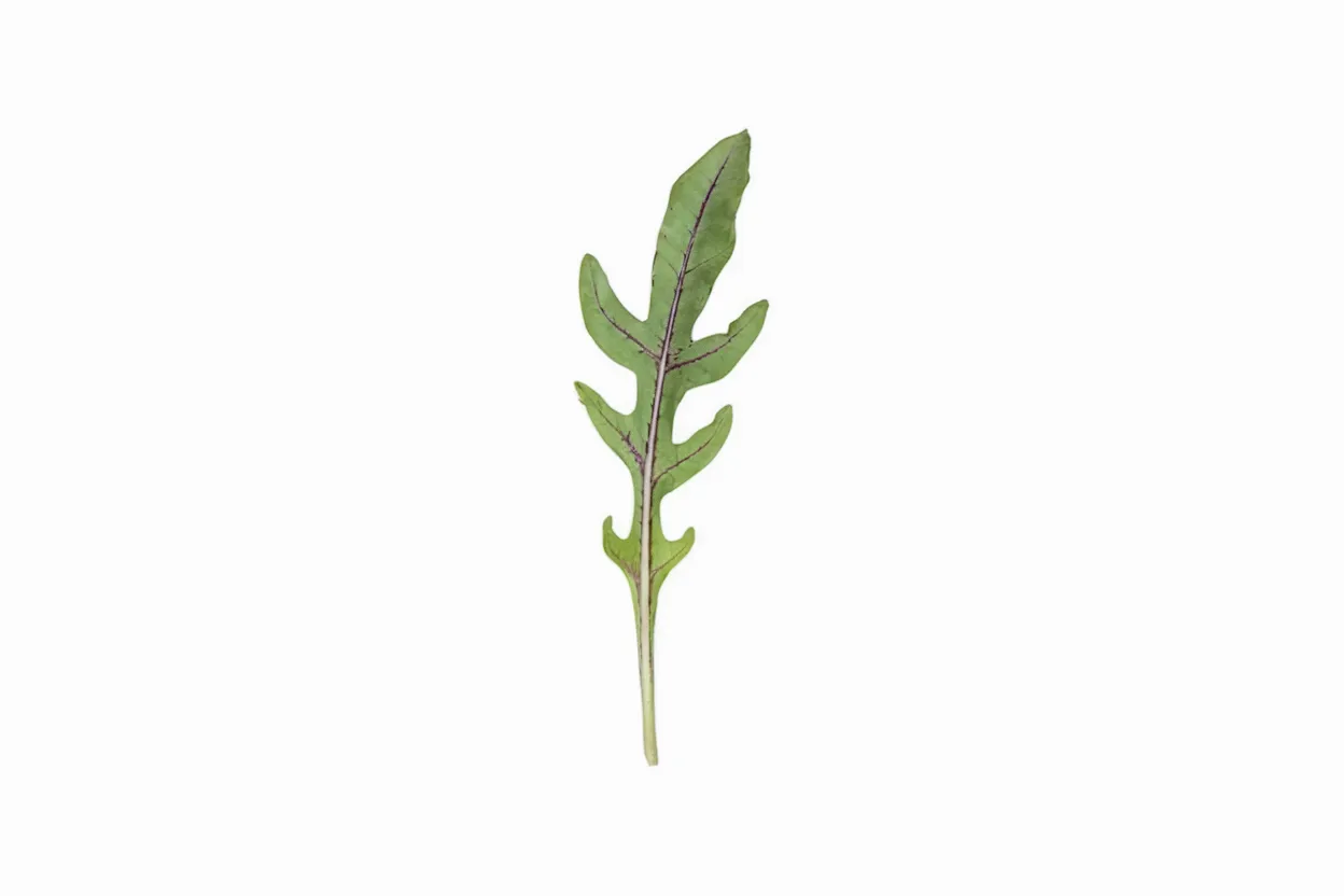 Organic wild arugula seed, ideal for growing fresh, spicy salad greens at home