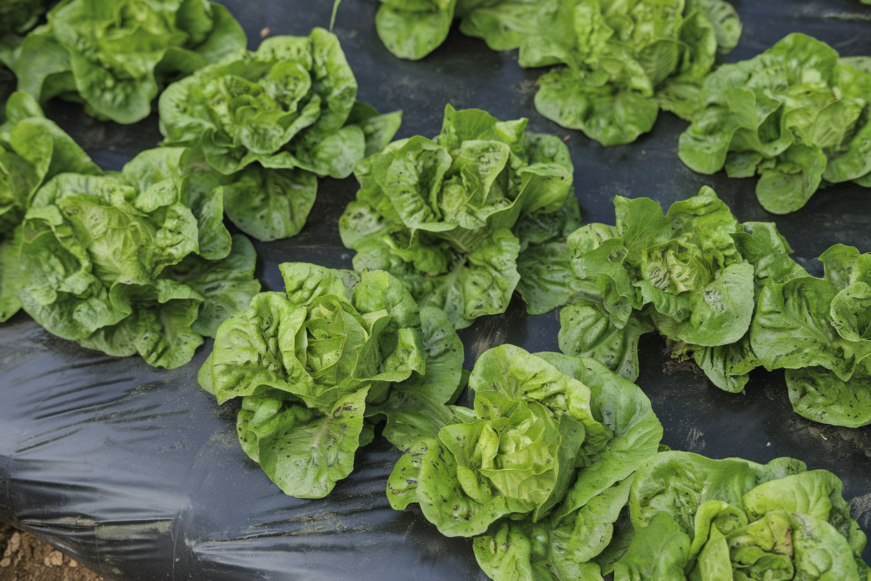 Kolibri organic lettuce seeds, perfect for growing fresh greens in home gardens