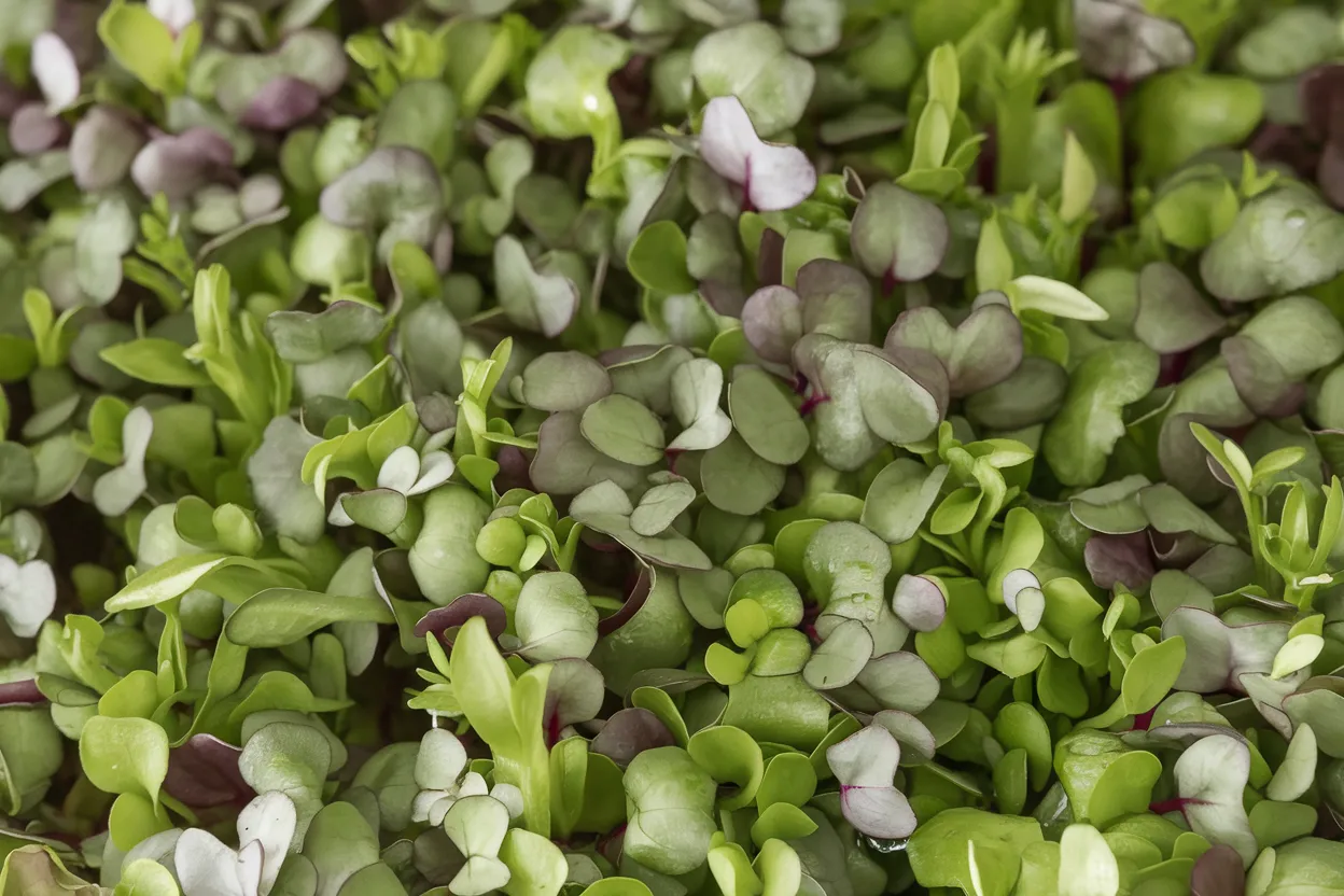 Organic seeds for growing Mild Micro Mix, ideal for healthy and fresh microgreens