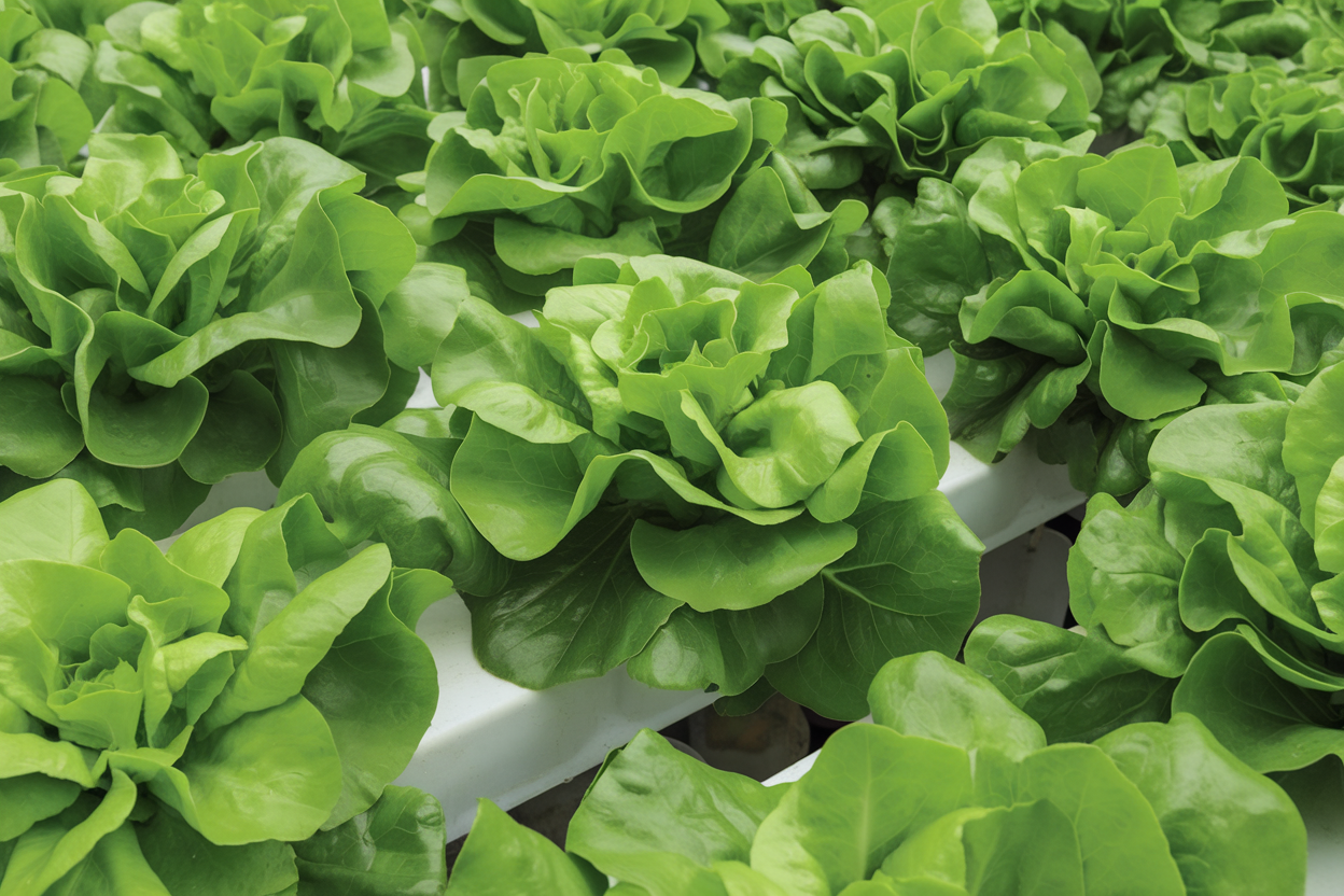 Casey organic pelleted lettuce seed, perfect for growing nutritious salads at home