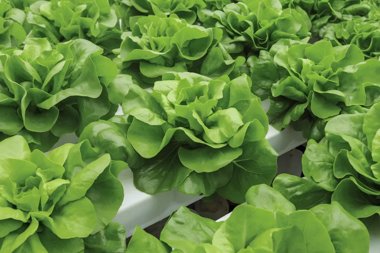 Casey organic pelleted lettuce seed, perfect for growing nutritious salads at home