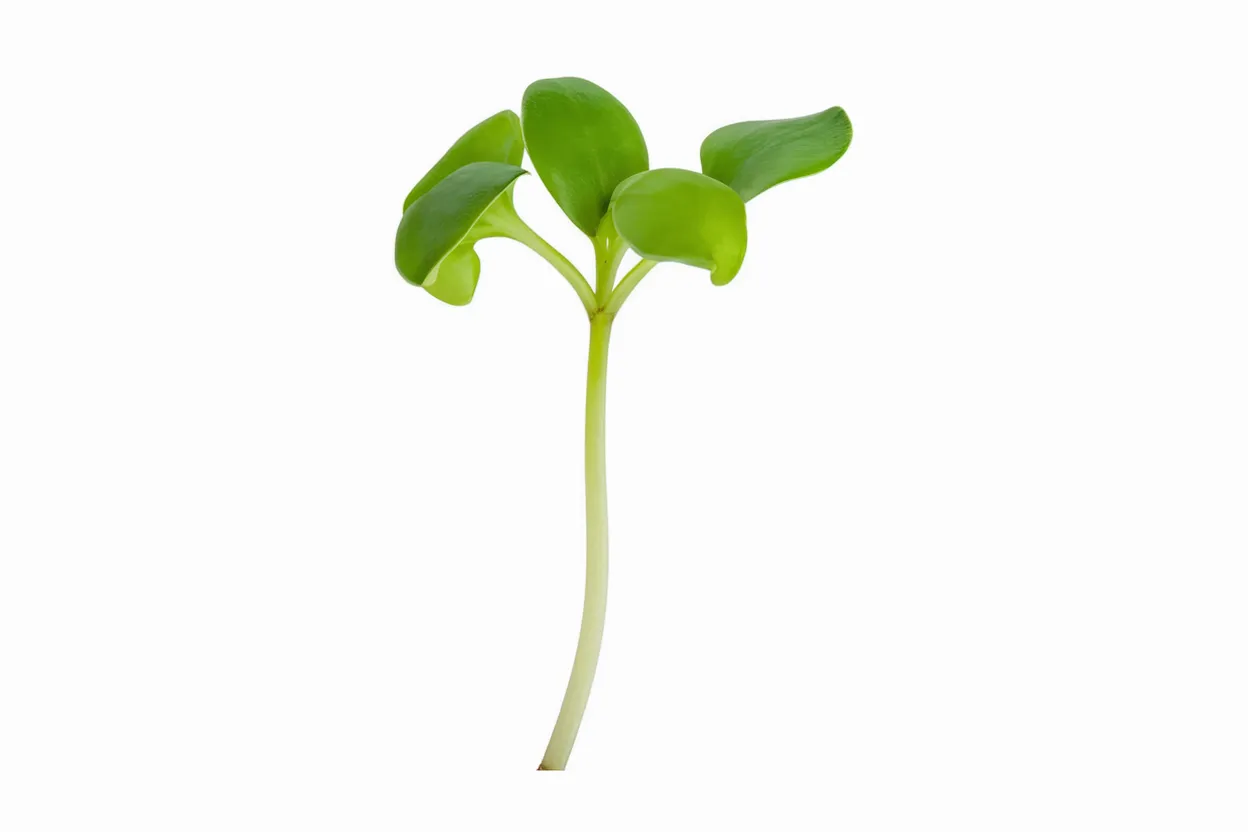 Organic Genovese basil seeds, ideal for growing nutritious microgreens at home