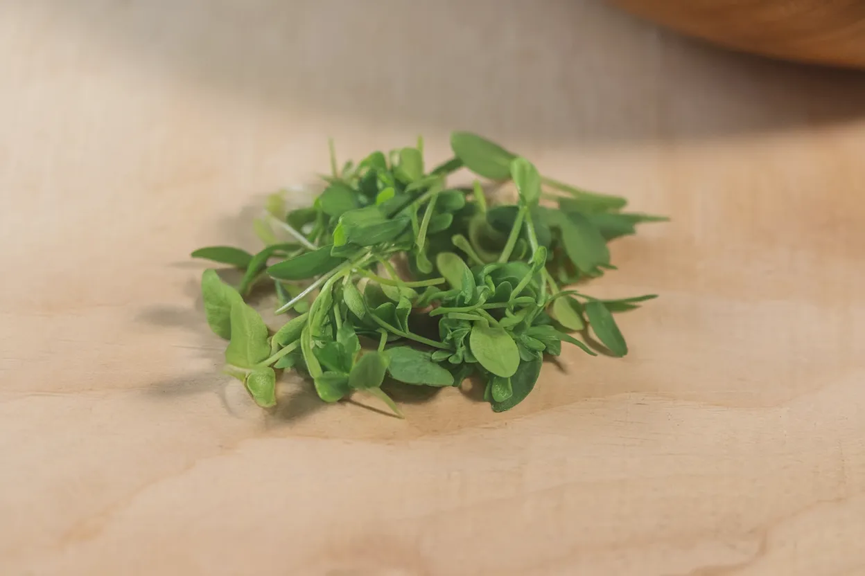 Organic parsley microgreen seeds, perfect for adding fresh, robust flavors to any dish