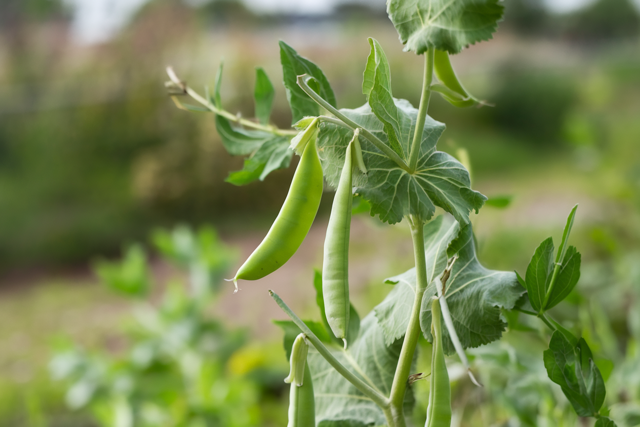Premium organic pea seeds, perfect for enhancing soil quality and promoting sustainable agriculture