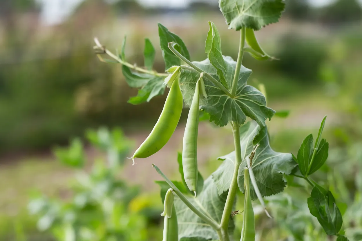 Premium organic pea seeds, perfect for enhancing soil quality and promoting sustainable agriculture