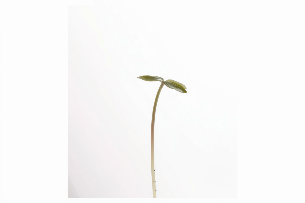 Organic Black Oil Sunflower seeds suitable for enhancing soil quality and garden health