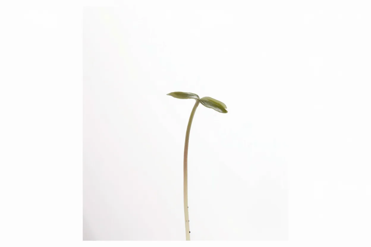 Organic Black Oil Sunflower seeds suitable for enhancing soil quality and garden health