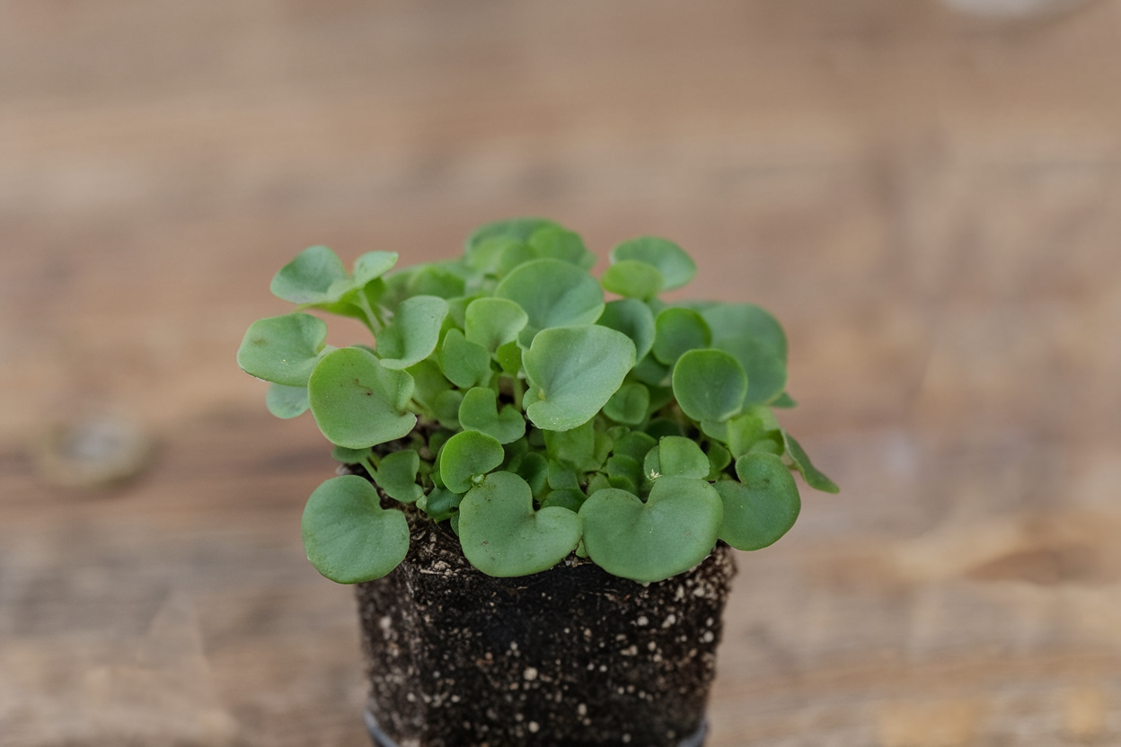 Organic Anise Hyssop seeds, ideal for growing nutritious and aromatic microgreens