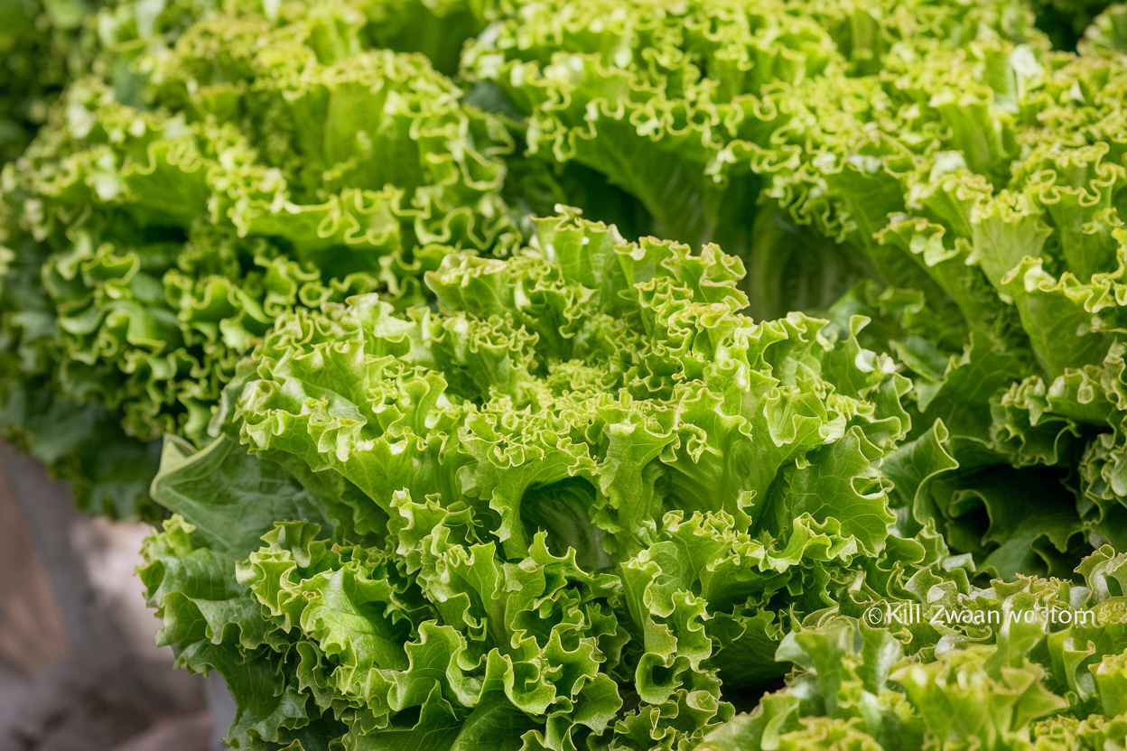 High-quality organic Lalique lettuce seeds, ideal for growing fresh, nutritious salads at home