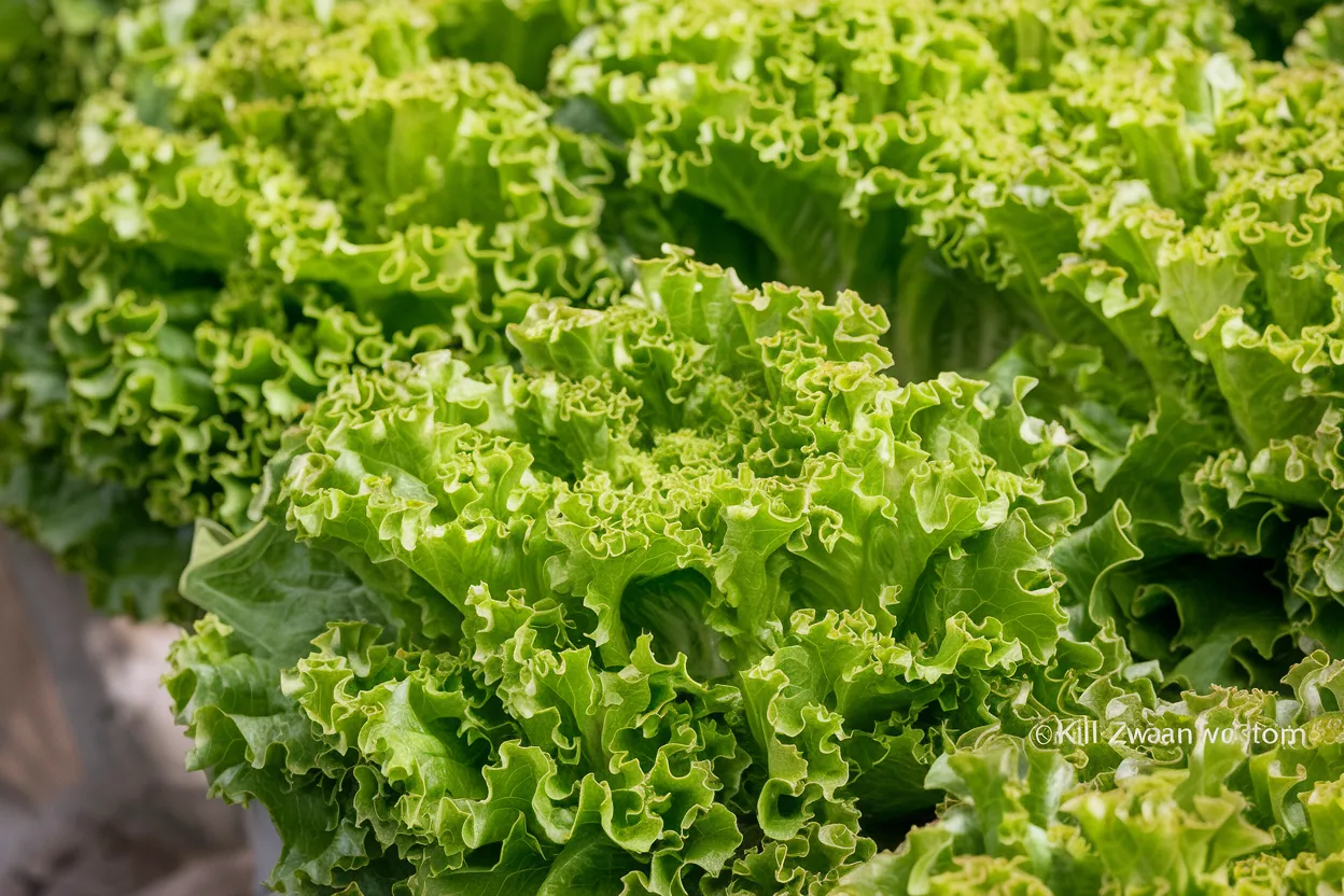 High-quality organic Lalique lettuce seeds, ideal for growing fresh, nutritious salads at home