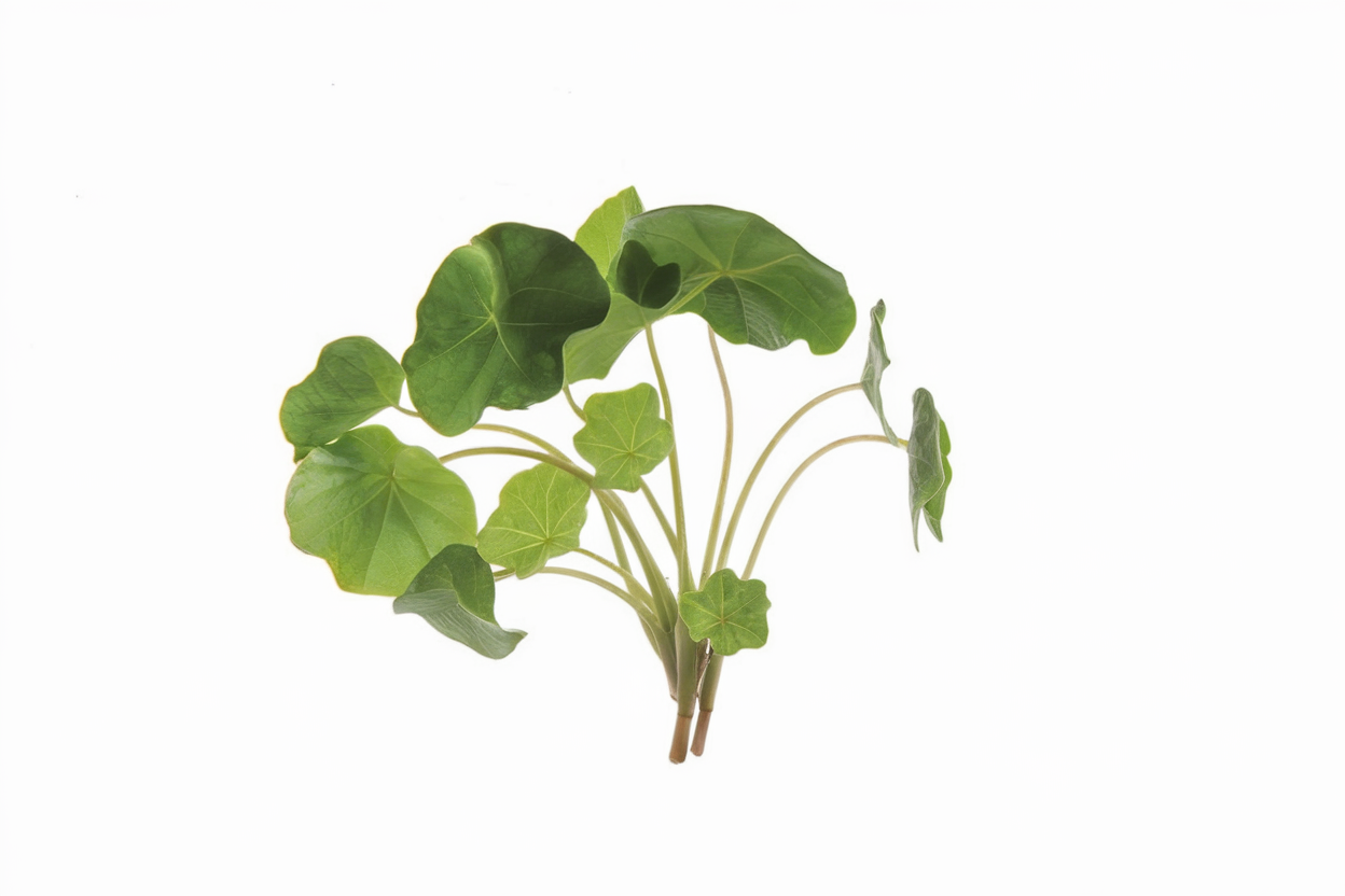 Organic Nasturtium seeds ideal for cultivating colorful, edible flowers in home gardens