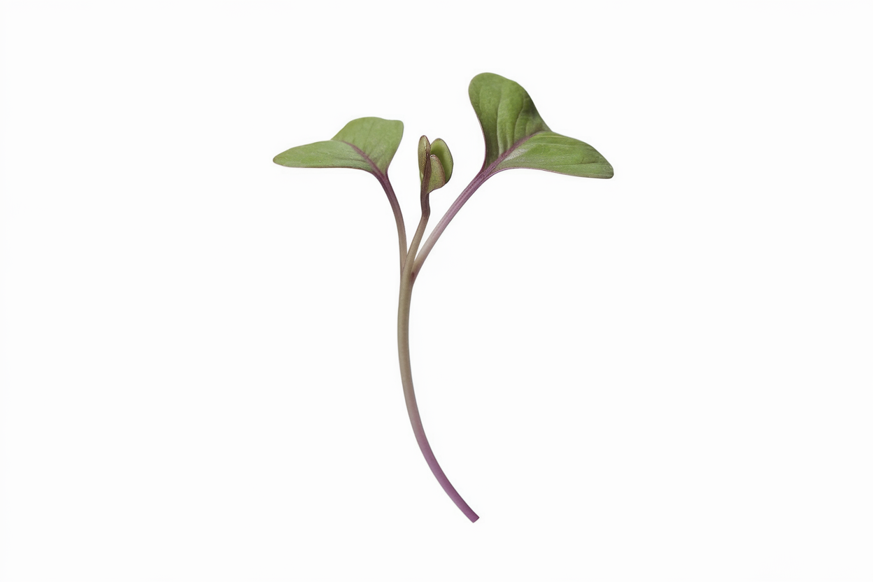 Organic red cabbage seeds, ideal for growing healthy microgreens at home